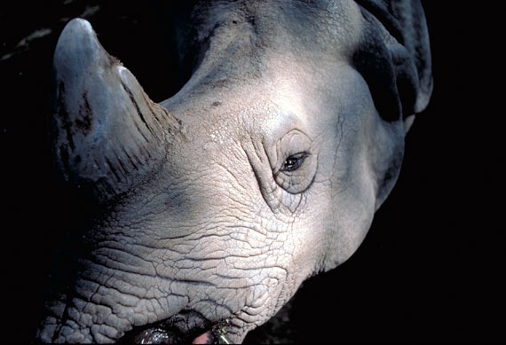 Rhinoc&eacute;ros blanc