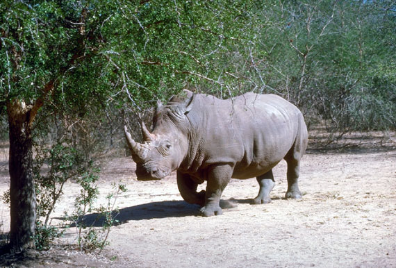 Rhinoc&eacute;ros blanc