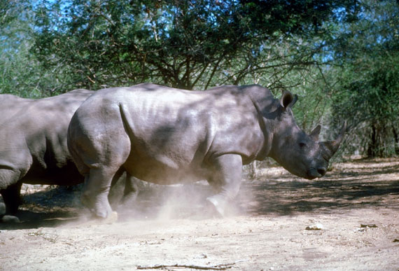 Rhinoc&eacute;ros blanc