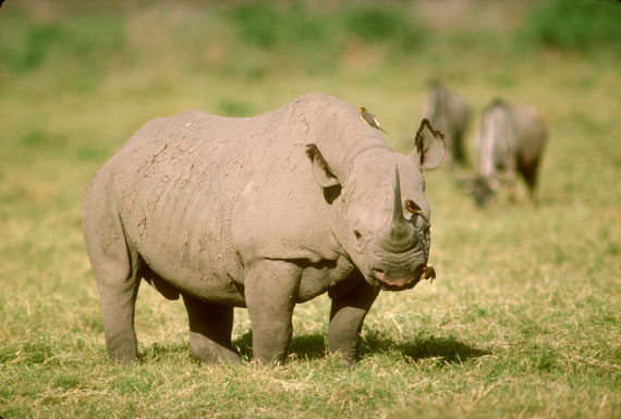 Rhinoc&eacute;ros noir