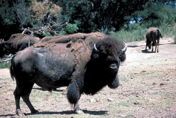 Bison am&eacute;ricain