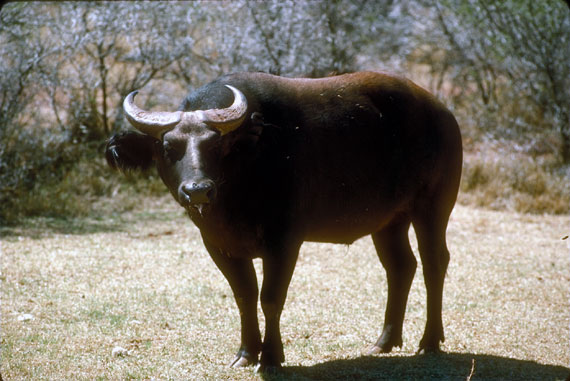 Buffle Nain (buffle D Afrique)
