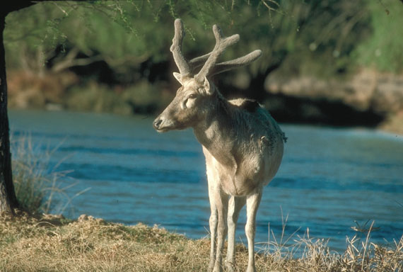 Cerf du P&egrave;re David
