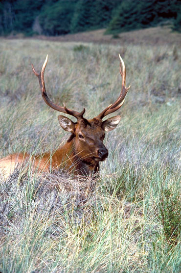 Corel as elan roosev01