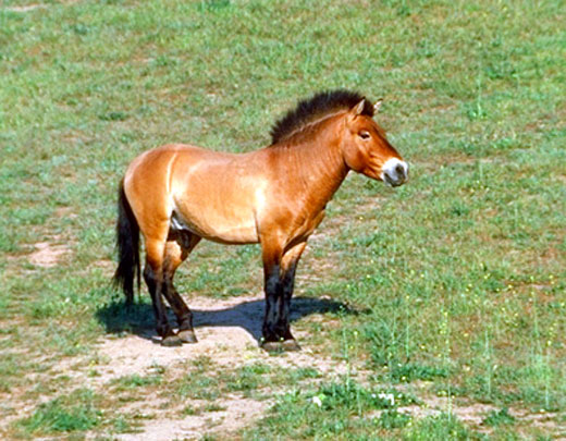 Cheval de Przewalski