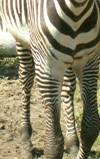 Z&egrave;bre (d&eacute;tail des rayures)