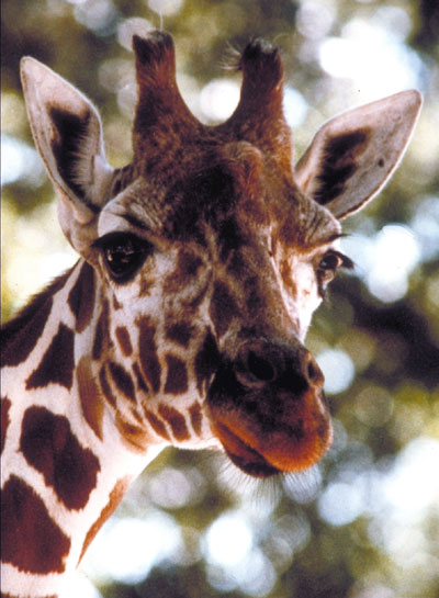 Girafe