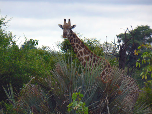 Girafe