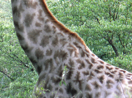 Girafe (d&eacute;tail du pelage)