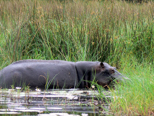 Hippopotame amphibie