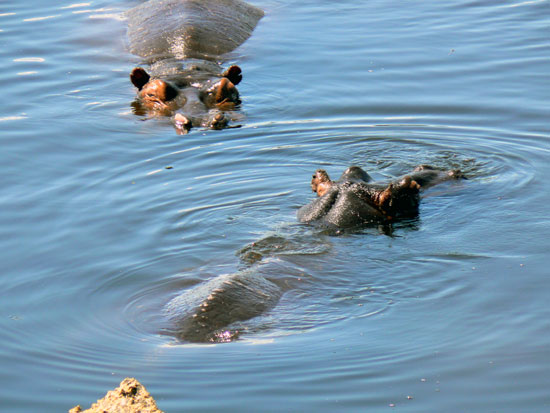 Hippopotame amphibie
