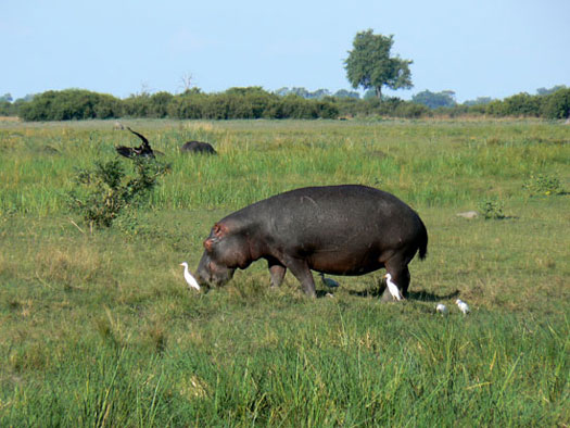 Hippopotame amphibie