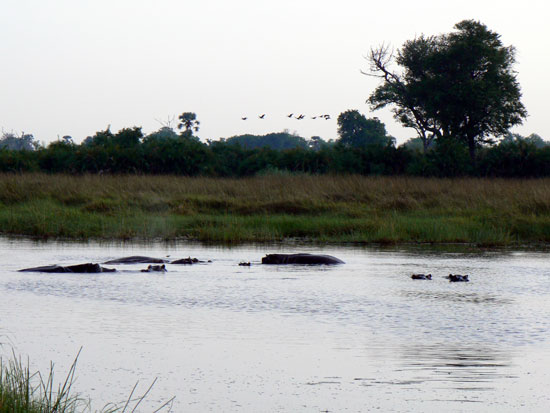 Hippopotame amphibie