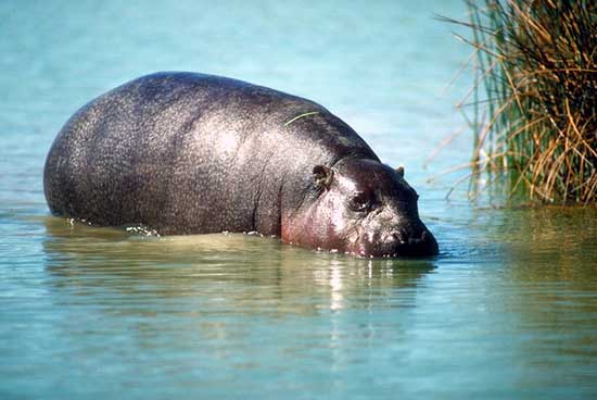 Hippopotame nain