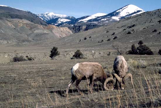 Bighorn
