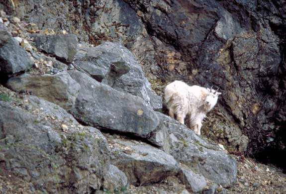 Chevre Des Rocheuses
