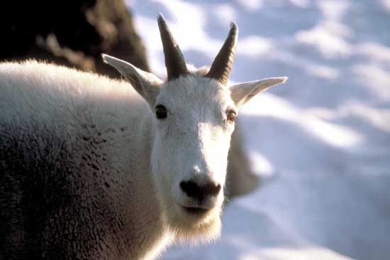 Ch&egrave;vre des Rocheuses