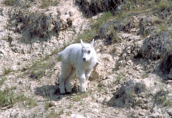Ch&egrave;vre des Rocheuses