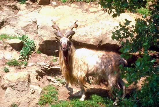 Markhor