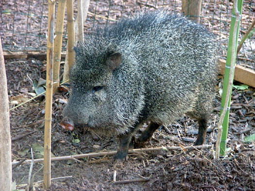 P&eacute;cari &agrave; collier