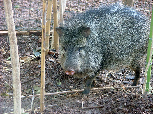 P&eacute;cari &agrave; collier