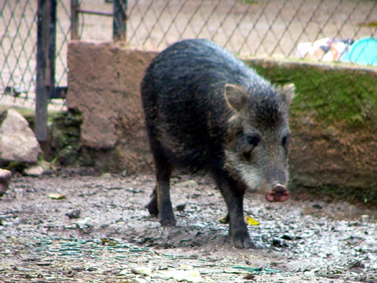 P&eacute;cari &agrave; l&egrave;vres blanches
