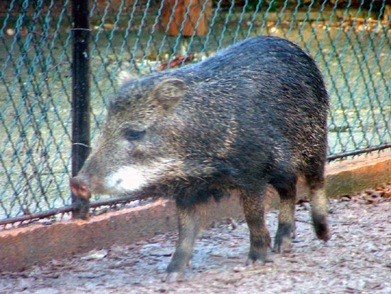 P&eacute;cari &agrave; l&egrave;vres blanches