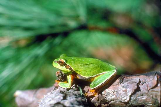 Corel em rainetteverte01