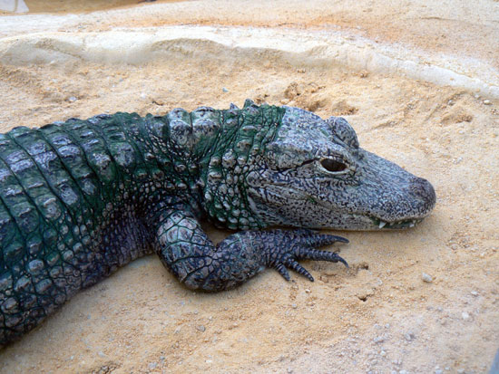 Alligator De Chine
