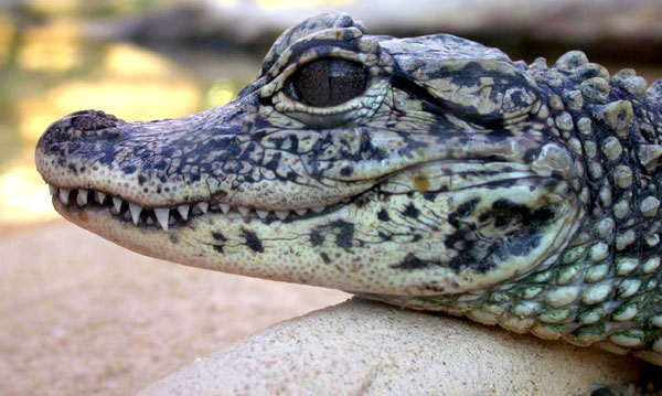 Alligator de Chine