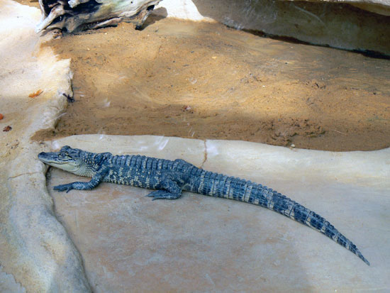 Alligator du Mississippi