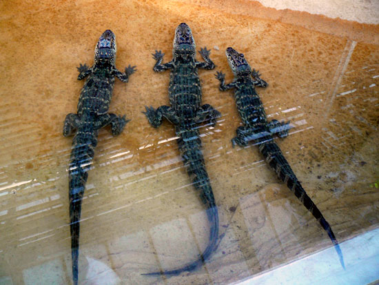 Alligator du Mississippi