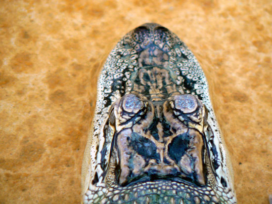 D&eacute;tail de la t&ecirc;te