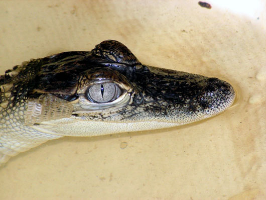 Jeune alligator