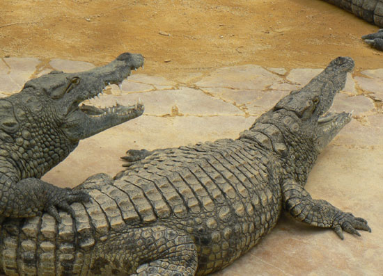 Alligator du Mississippi