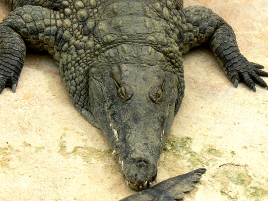 Alligator du Mississippi