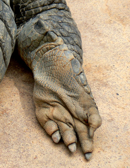 Alligator du Mississippi