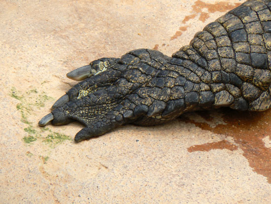 Alligator du Mississippi