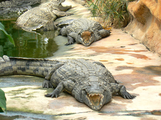 Alligator du Mississippi