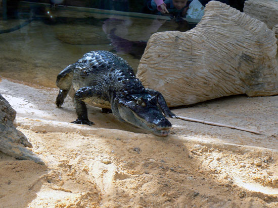 Ca&iuml;man &agrave; lunettes