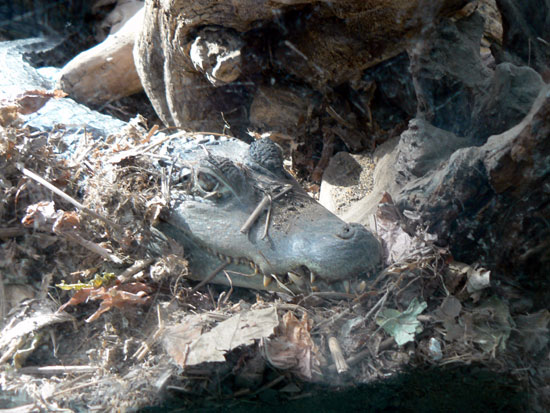 Ca&iuml;man &agrave; lunettes