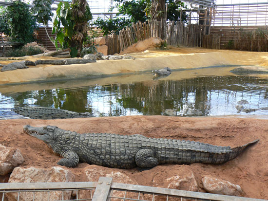 Crocodile du Nil
