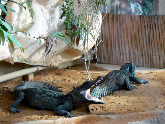Crocodile nain