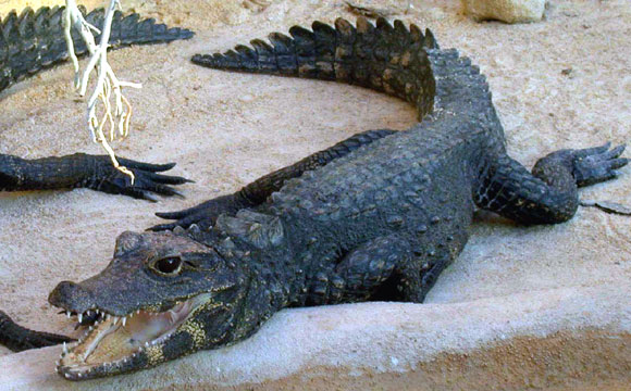 Crocodile nain