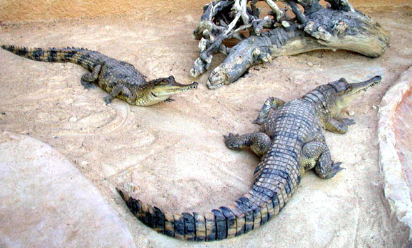 Faux Gavial Africain