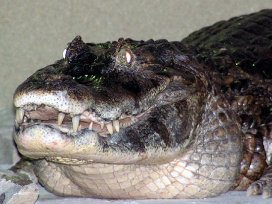Caimancrocodilusyacare