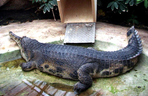 Fi zo as fx gavial mal01