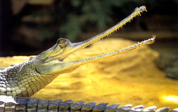 Fi zo as gavial gange01