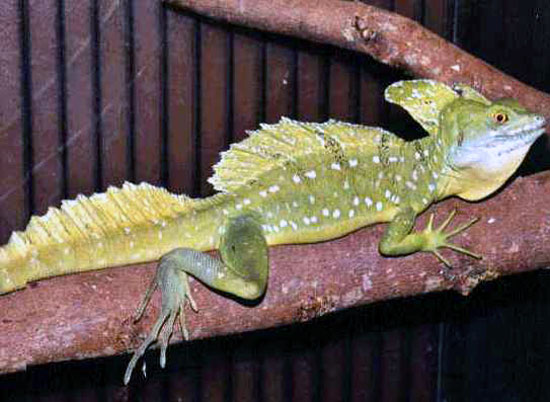 Basilic vert (m&acirc;le)