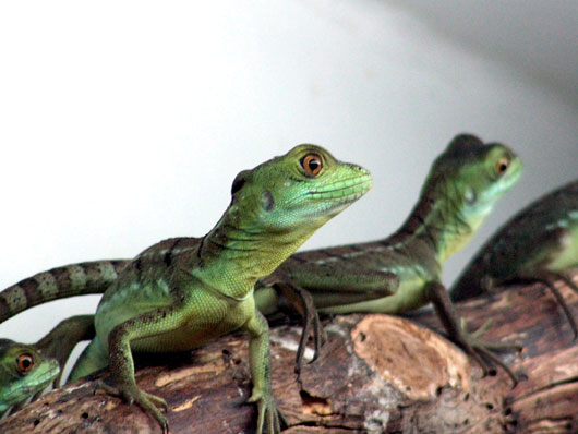 Basilic vert (jeunes)